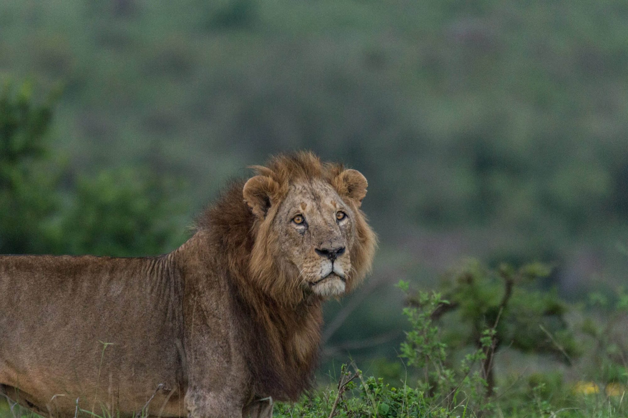 Male lion on a hillside