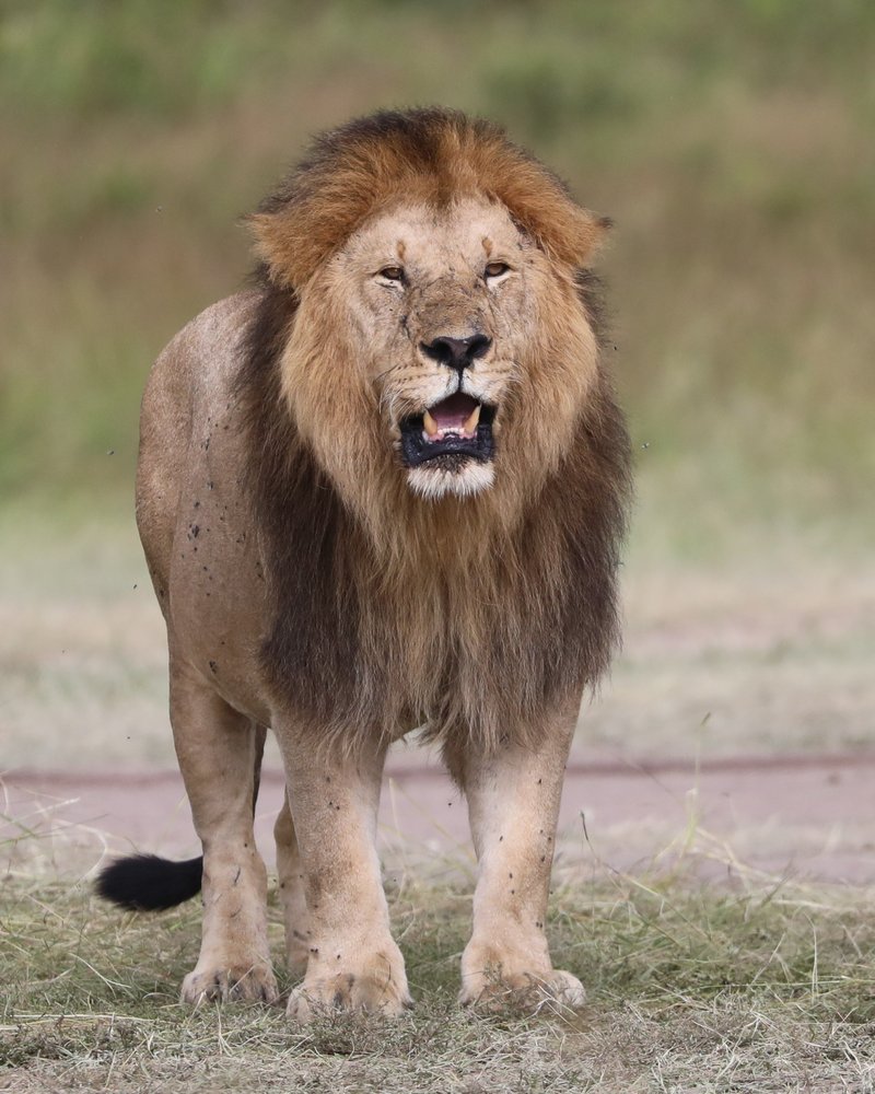 Male lion standing on the plains, looking at the camera